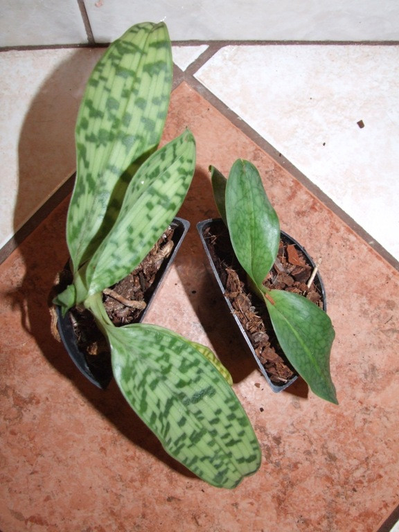 Paphiopedilum Maudiae 'The Queen' és Paphiopedilum moquettianum