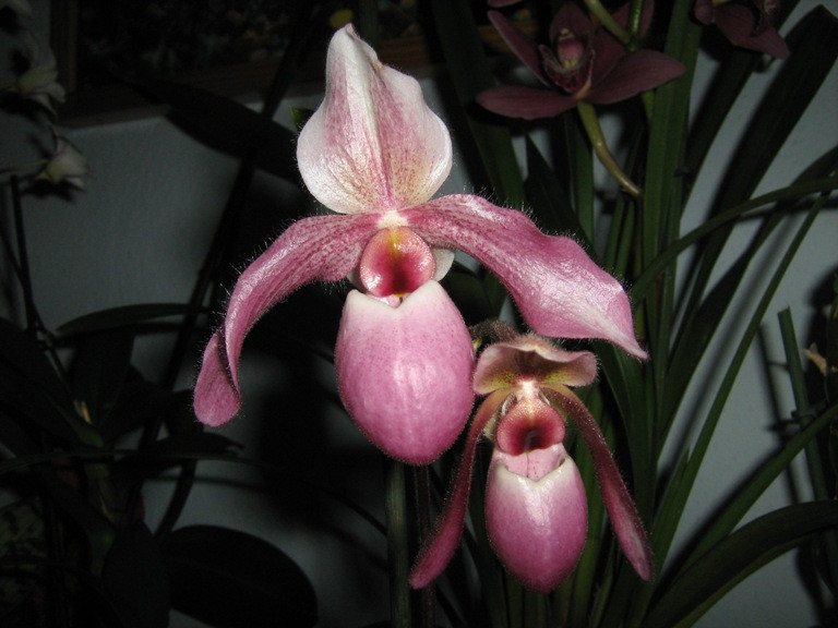 Paphiopedilum 'Gina Short'