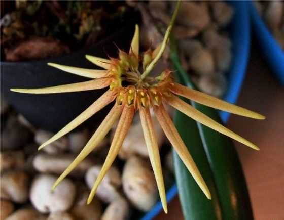 Bulbophyllum makoyanum