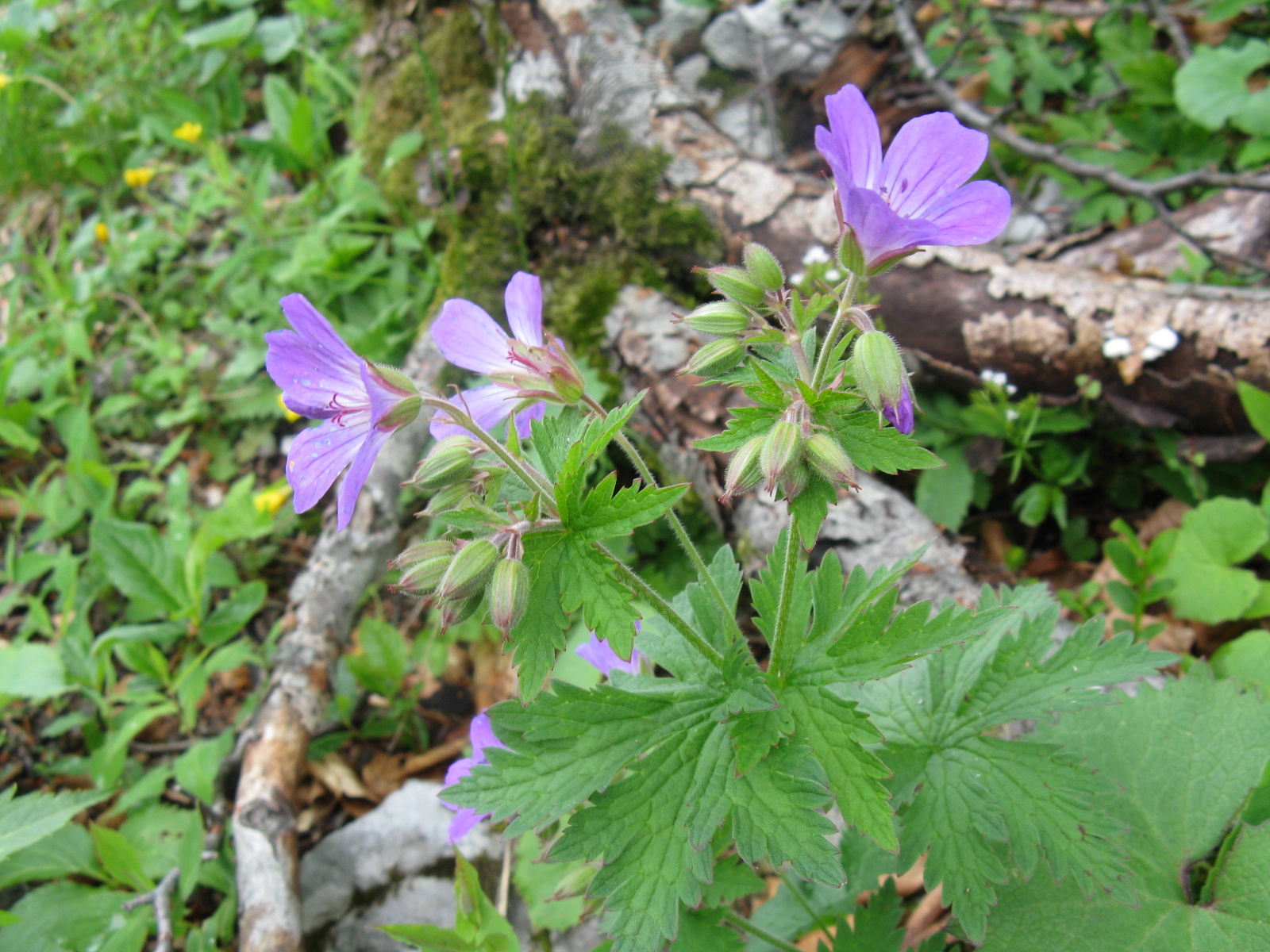 Erdei gólyaorr Geranium sylvaticum1