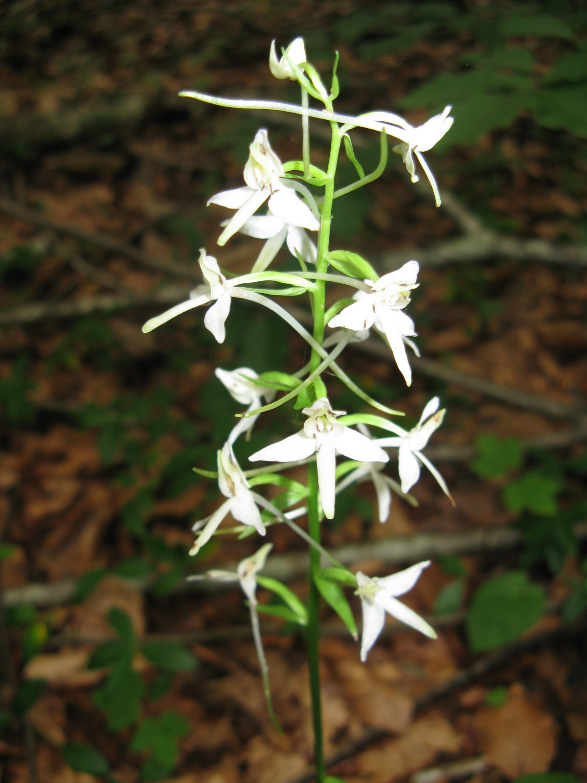 Fehér sarkvirág Platanthera bifolia