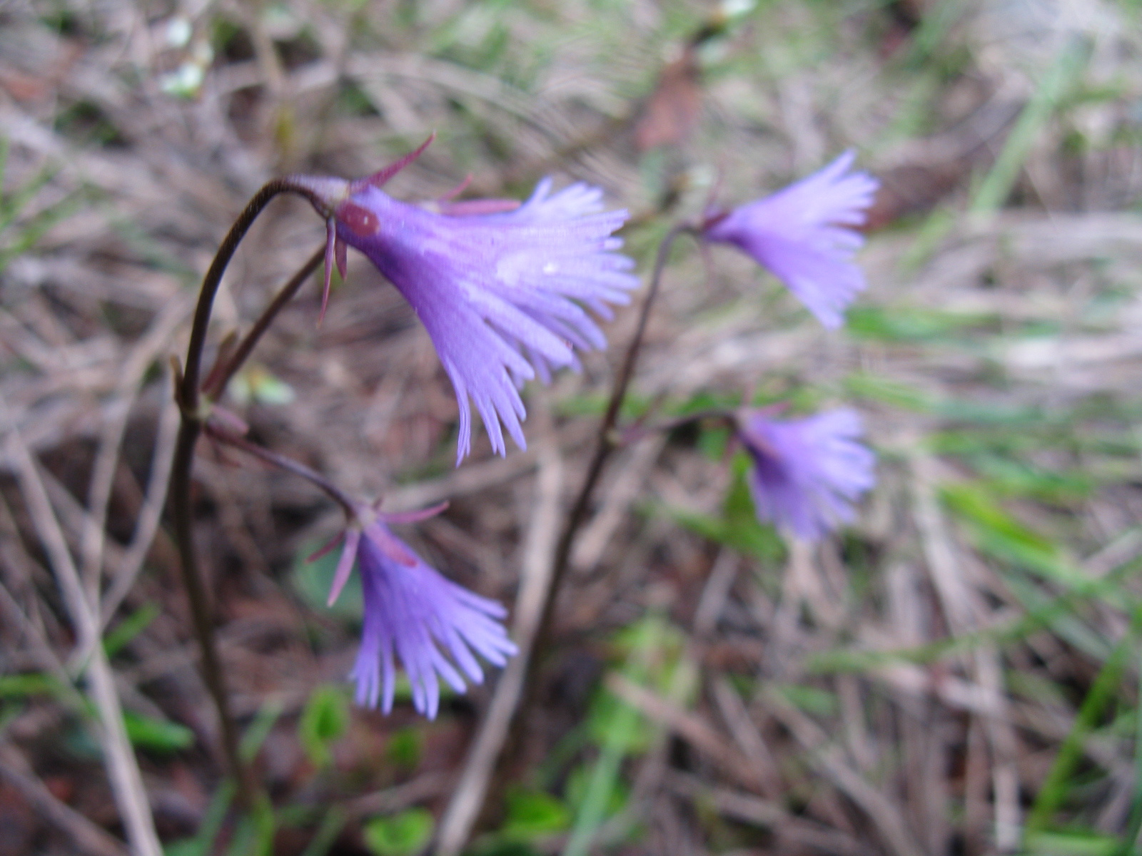 Havasi harangrojt Soldanella alpina