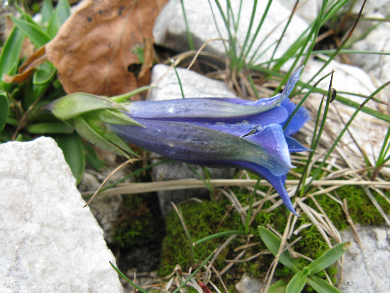 Széleslevelű tárnics Gentiana acaulis