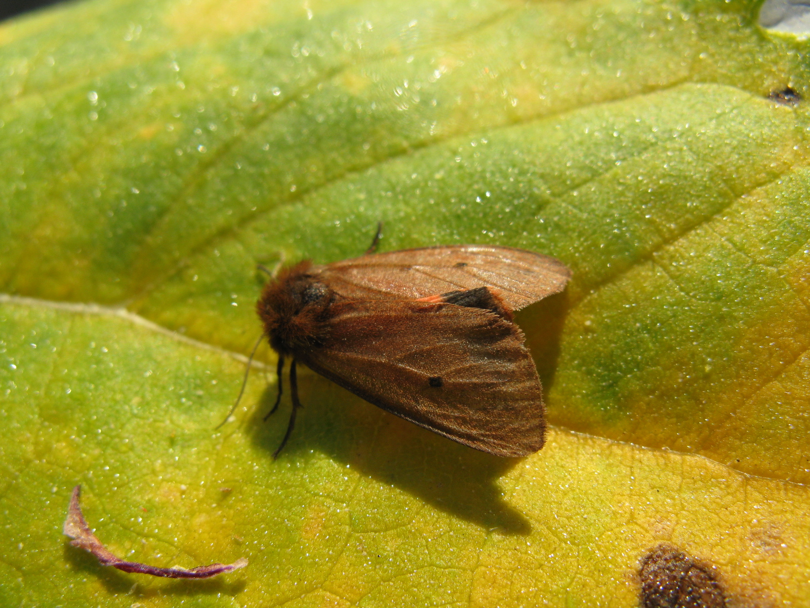 Füstös medvelepke