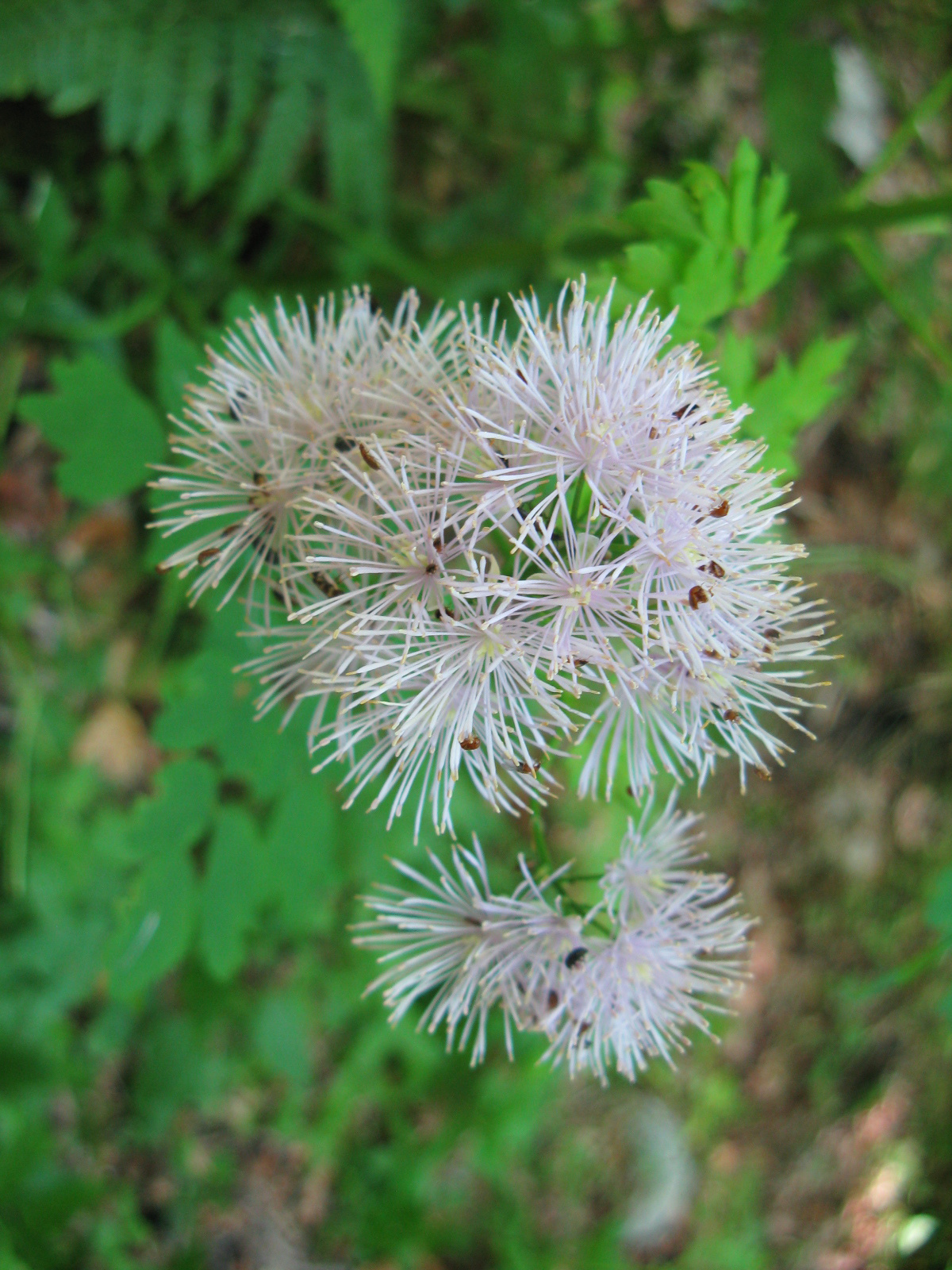 Erdei borkóró Thalictrum aquilegifolium