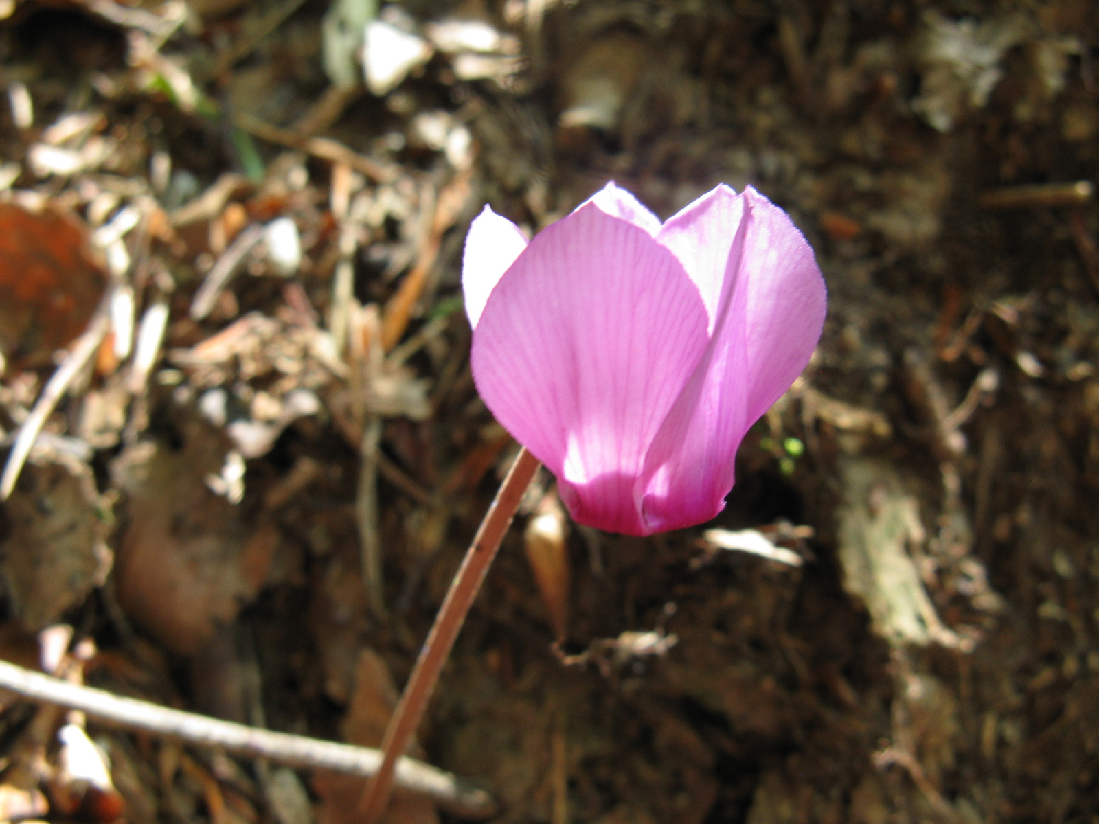 Erdei ciklámen Cyclamen purpurascens