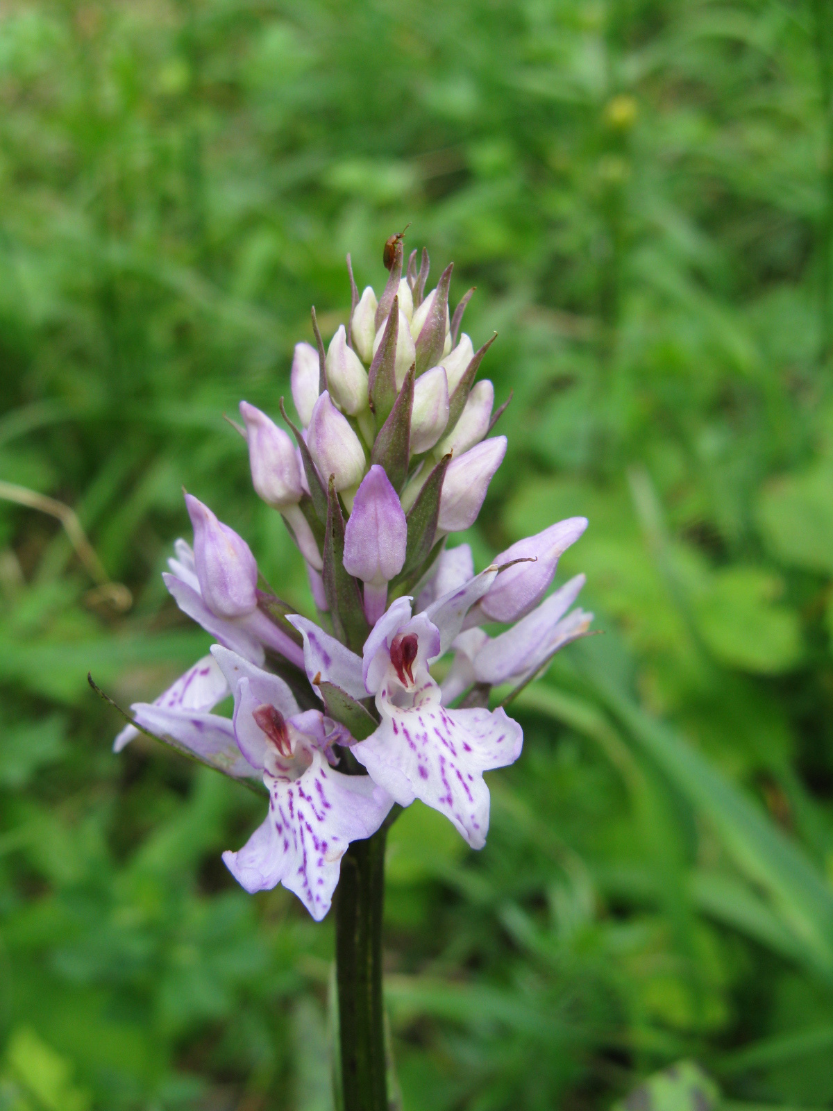 Erdei ujjaskosbor Dactylorhiza fuchsii