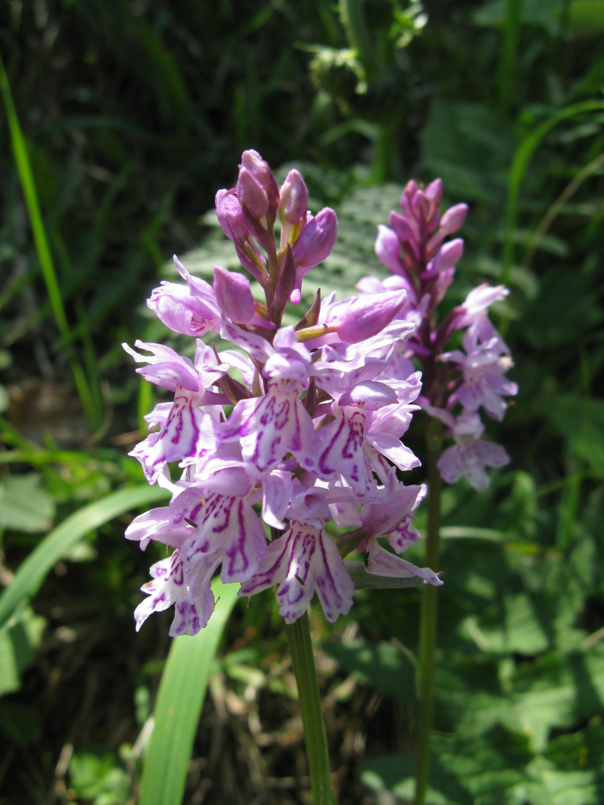 Erdei ujjaskosbor Dactylorhiza fuchsii3