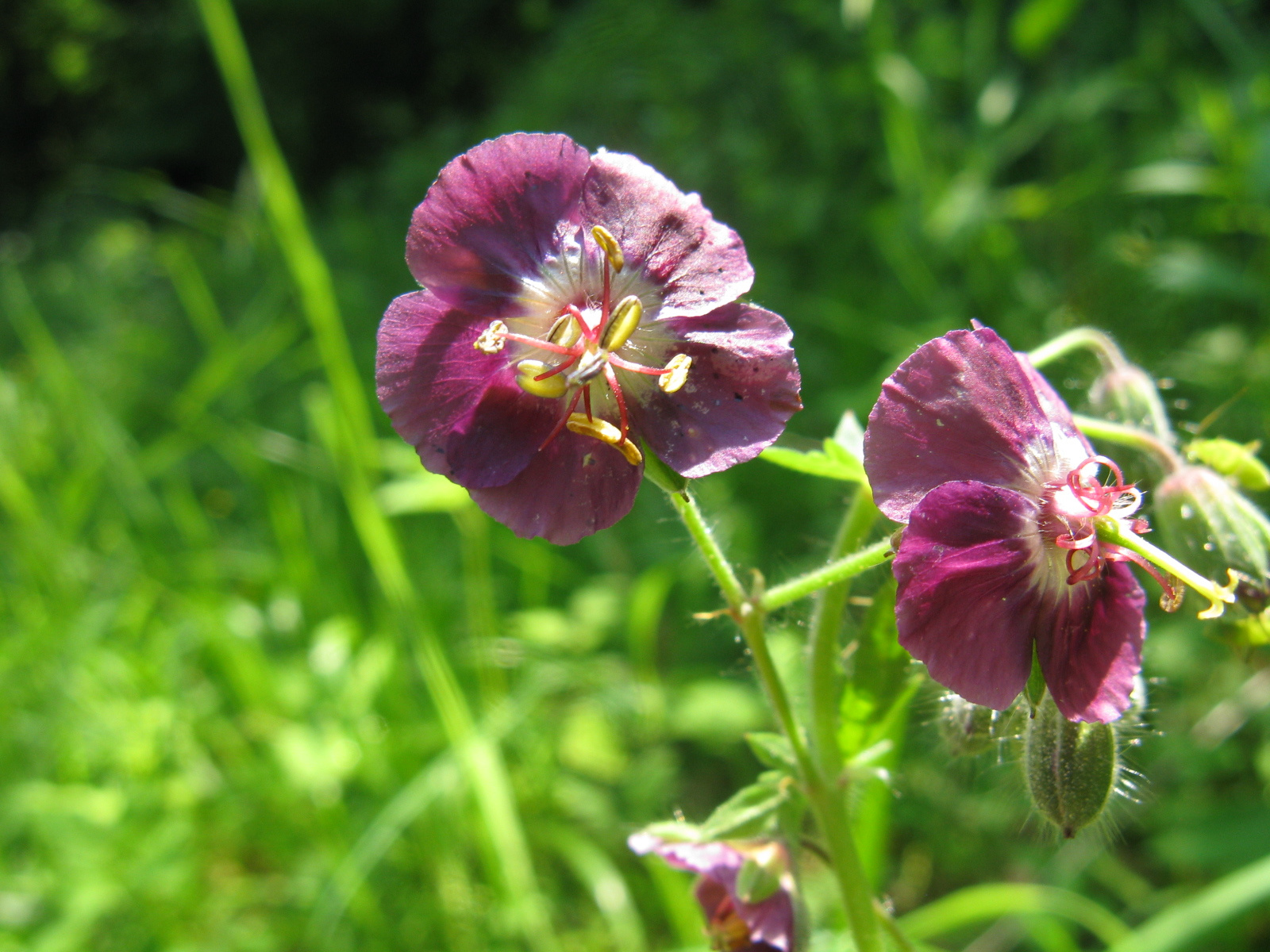 Fodros gólyaorr Geranium phaeum