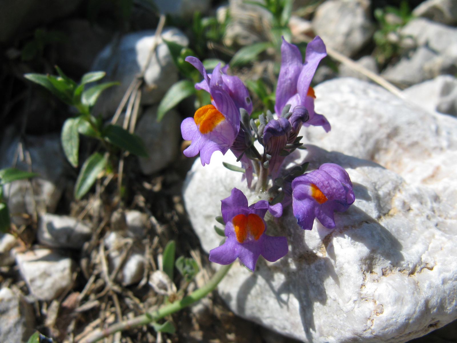 Havasi gyújtoványfű Linaria alpina