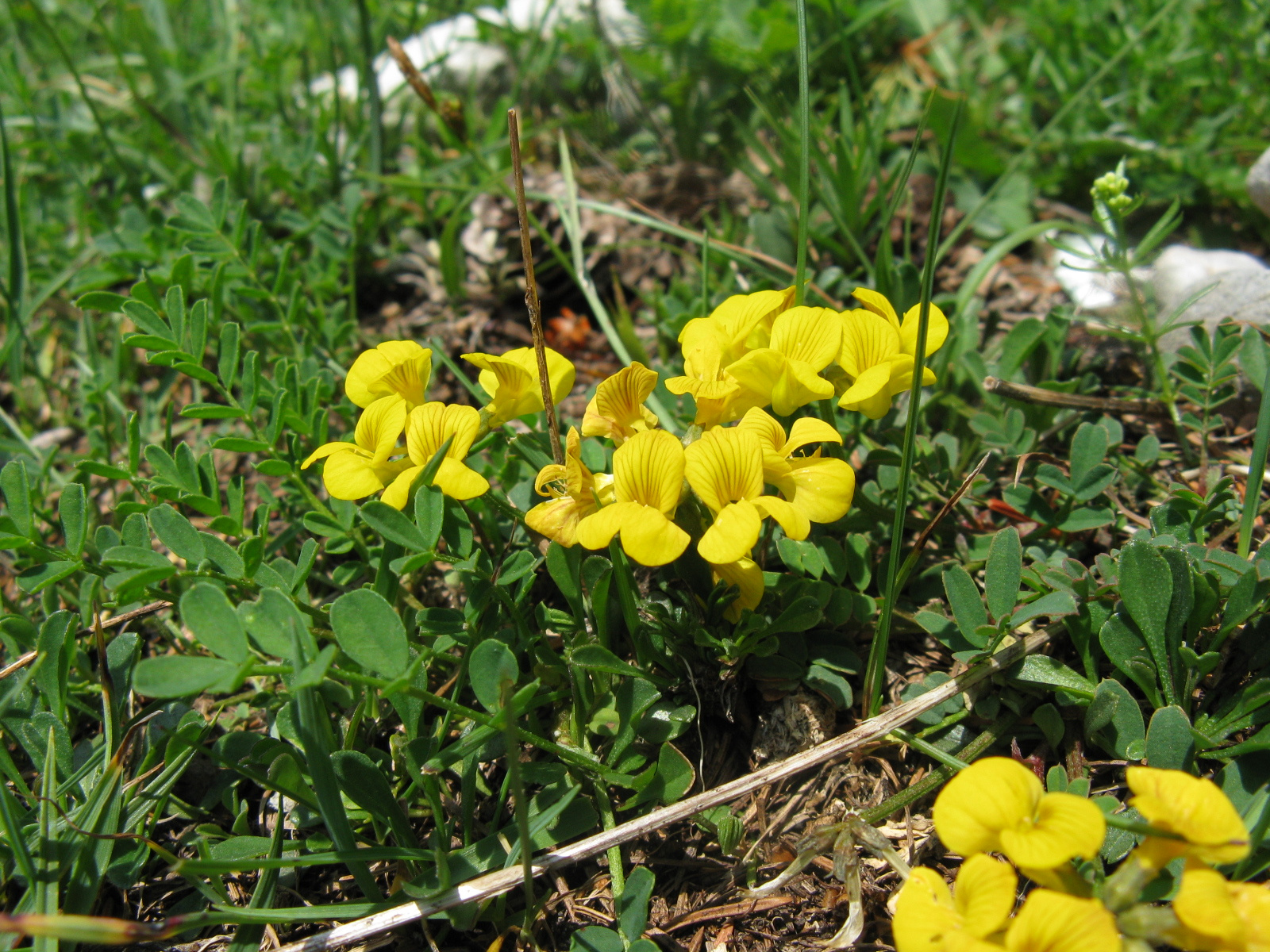 Heverő patkófű Hippocrepis comosa