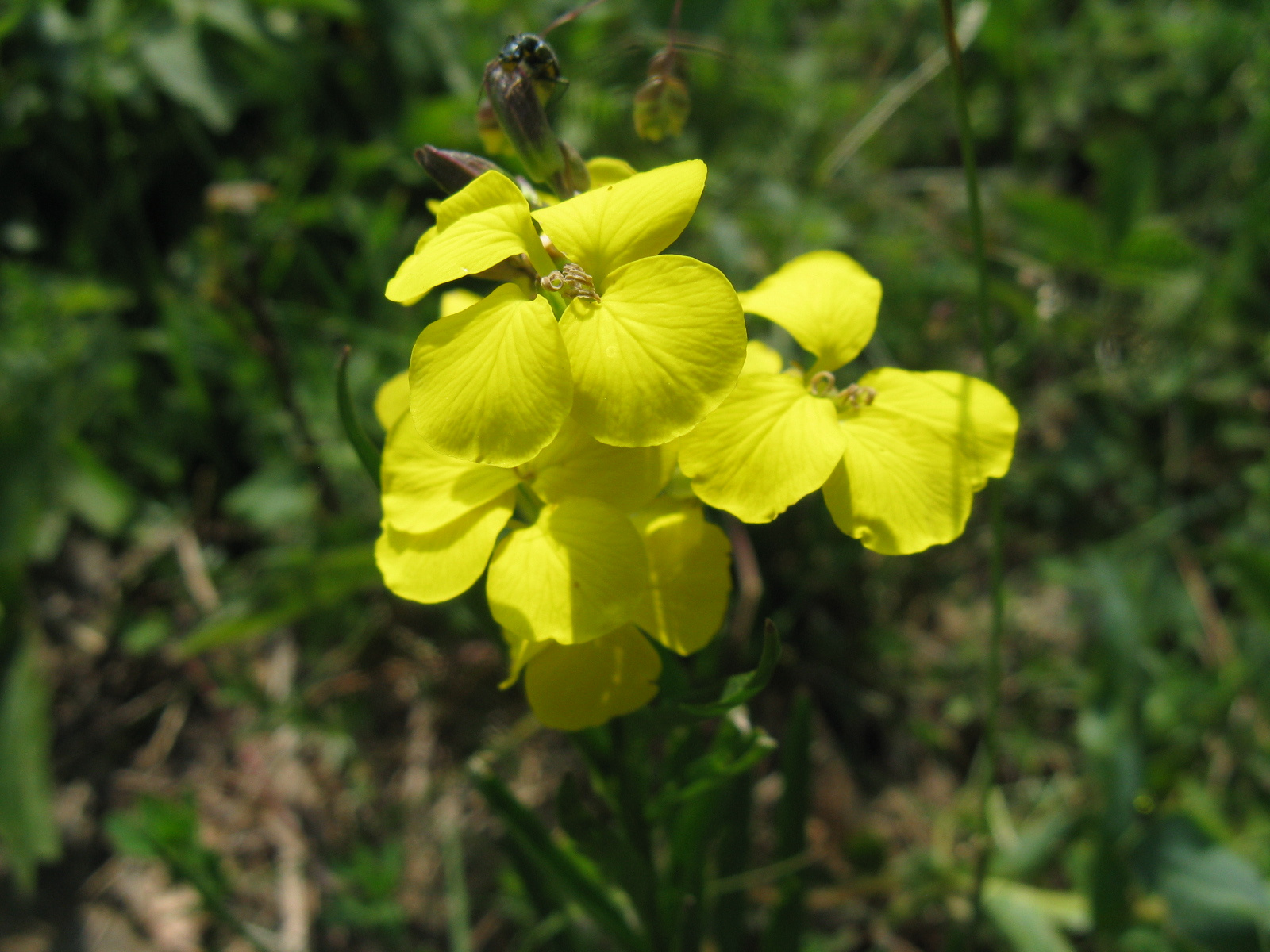 Magyar repcsény Erysimum odoratum