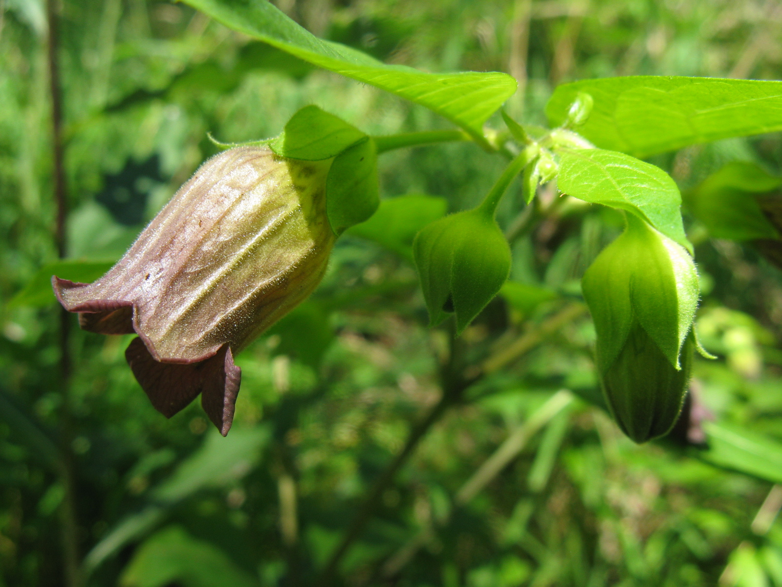 Maszlagos nadragulya Atropa belladonna