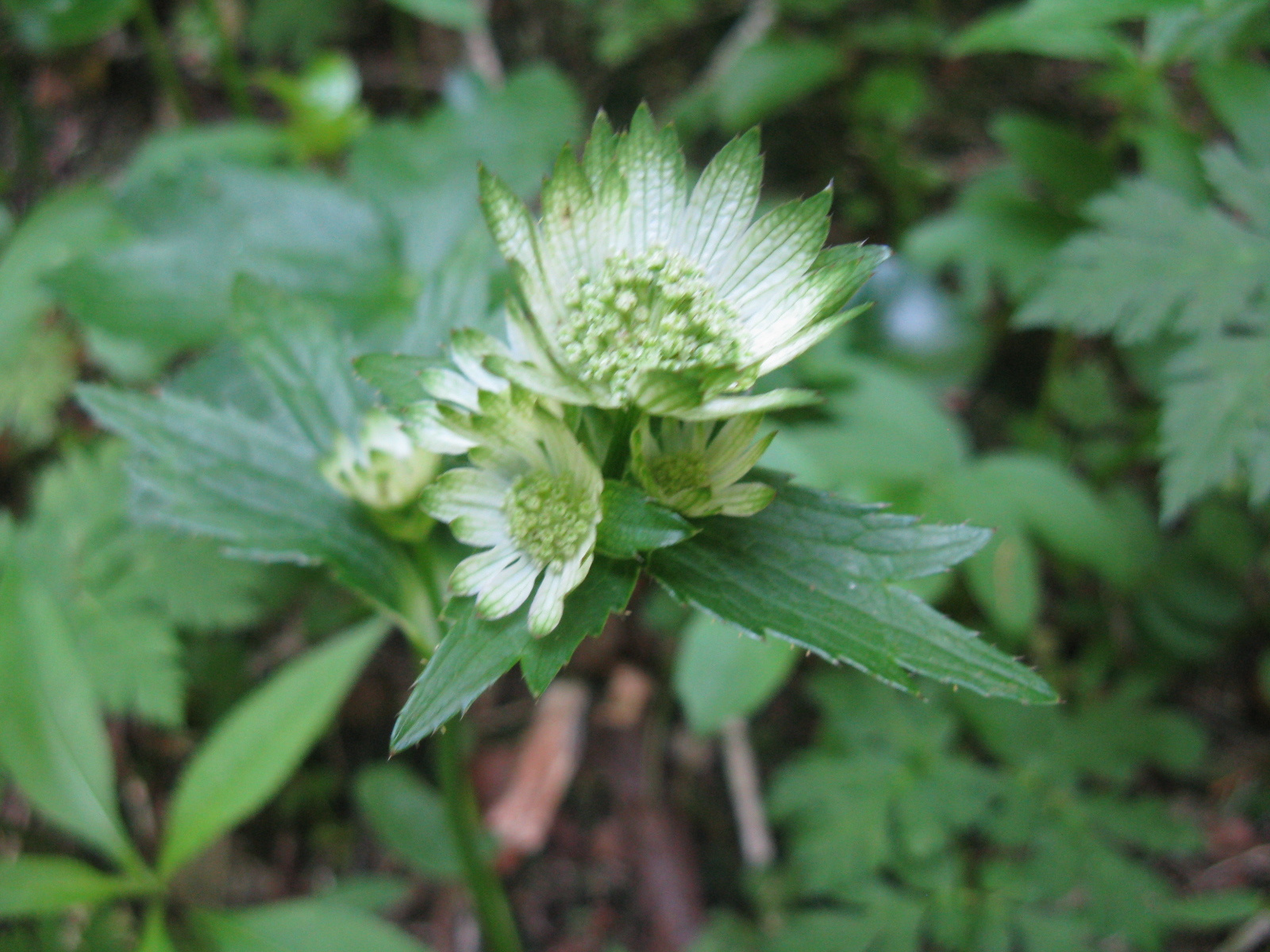 Nagy völgycsillag Astrantia major