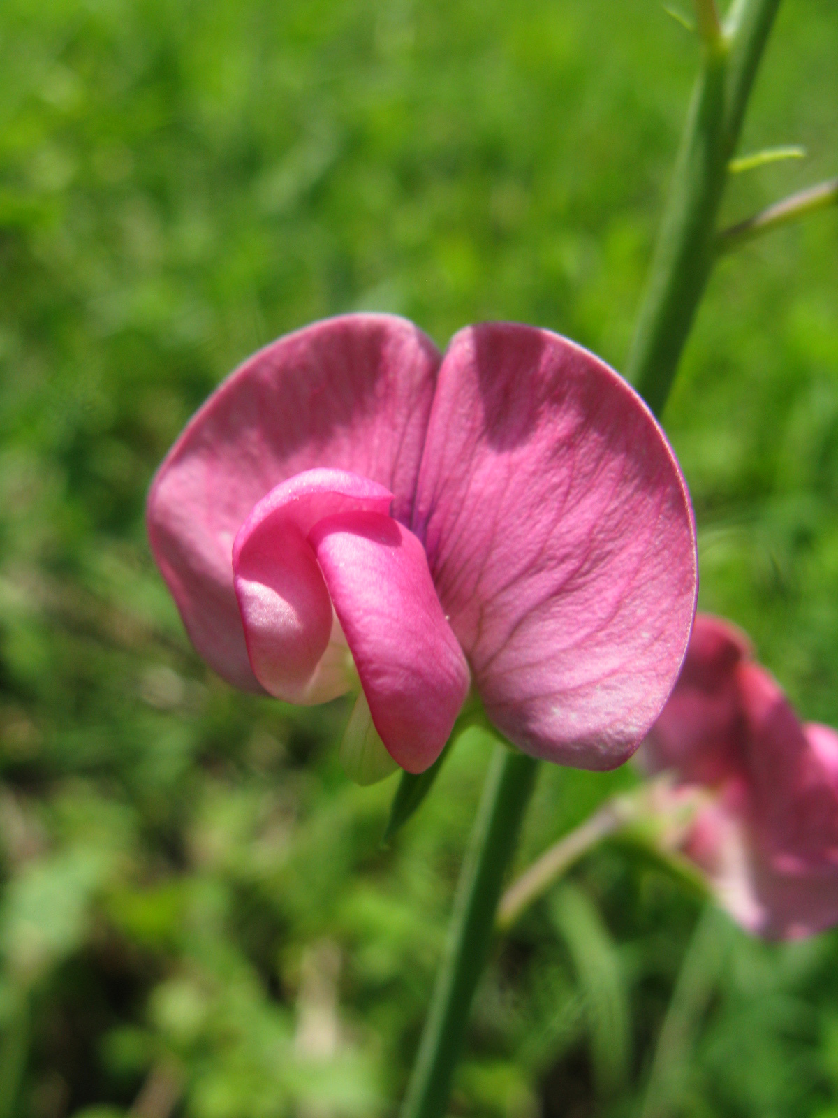 Nagyvirágú lednek Lathyrus latifolius