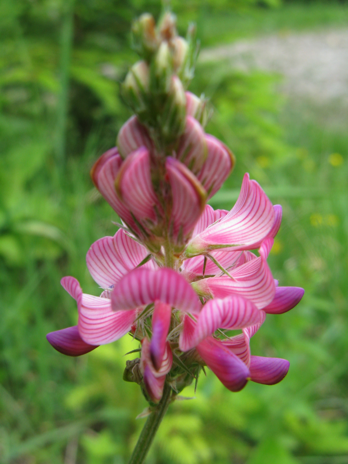 Takarmány baltacim Onobrychis viciifolia