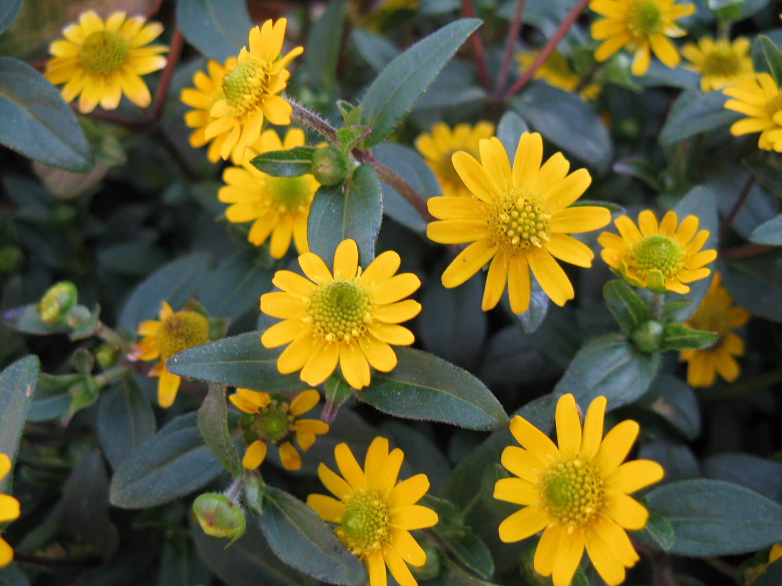 Tömpevirág Sanvitalia procumbens