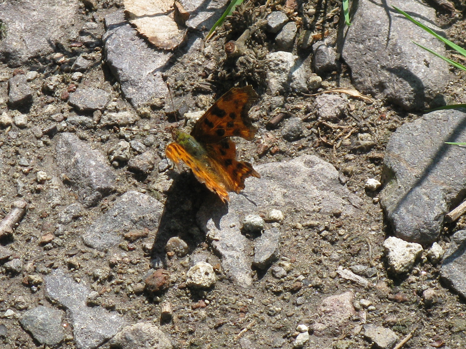 C-betűs lepke