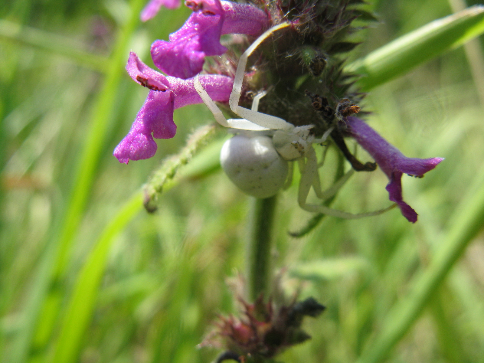 Viráglakó karolópók Misumena vatia