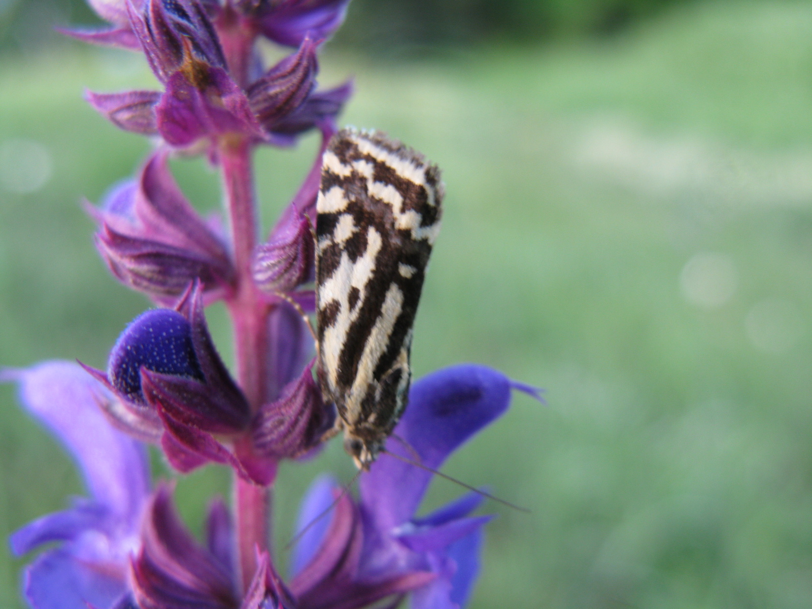 Zebrabagoly Emmelia trabealis