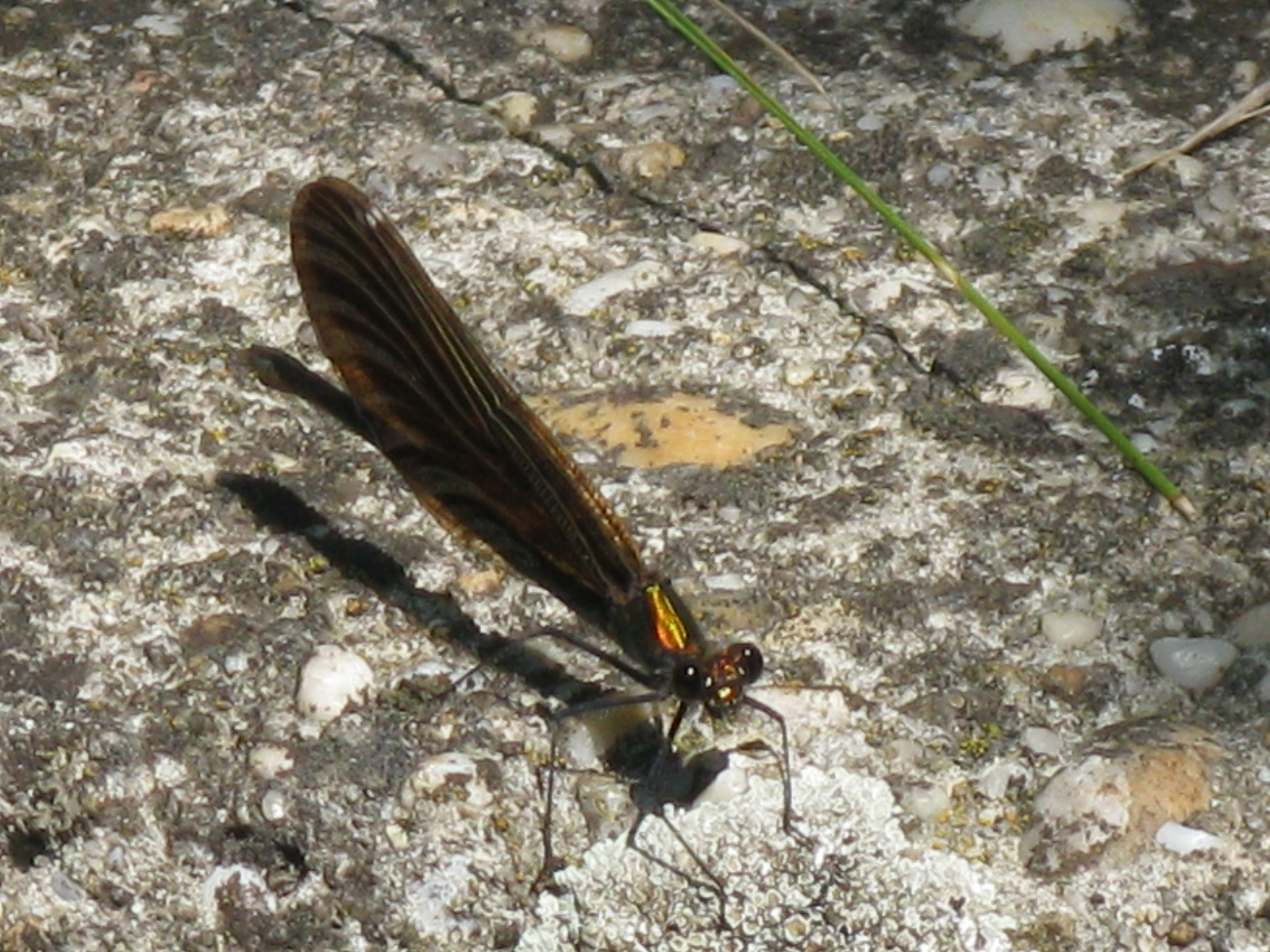 Kisasszonyszitakötő Calopteryx virgo