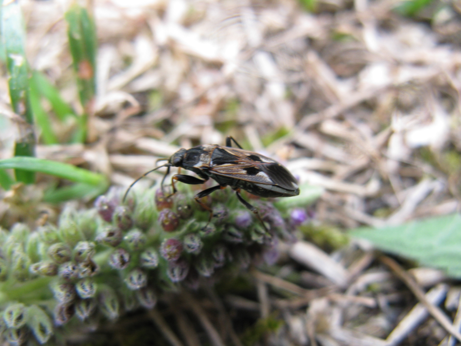 Közönséges díszesbodobács Rhyparochromus vulgaris