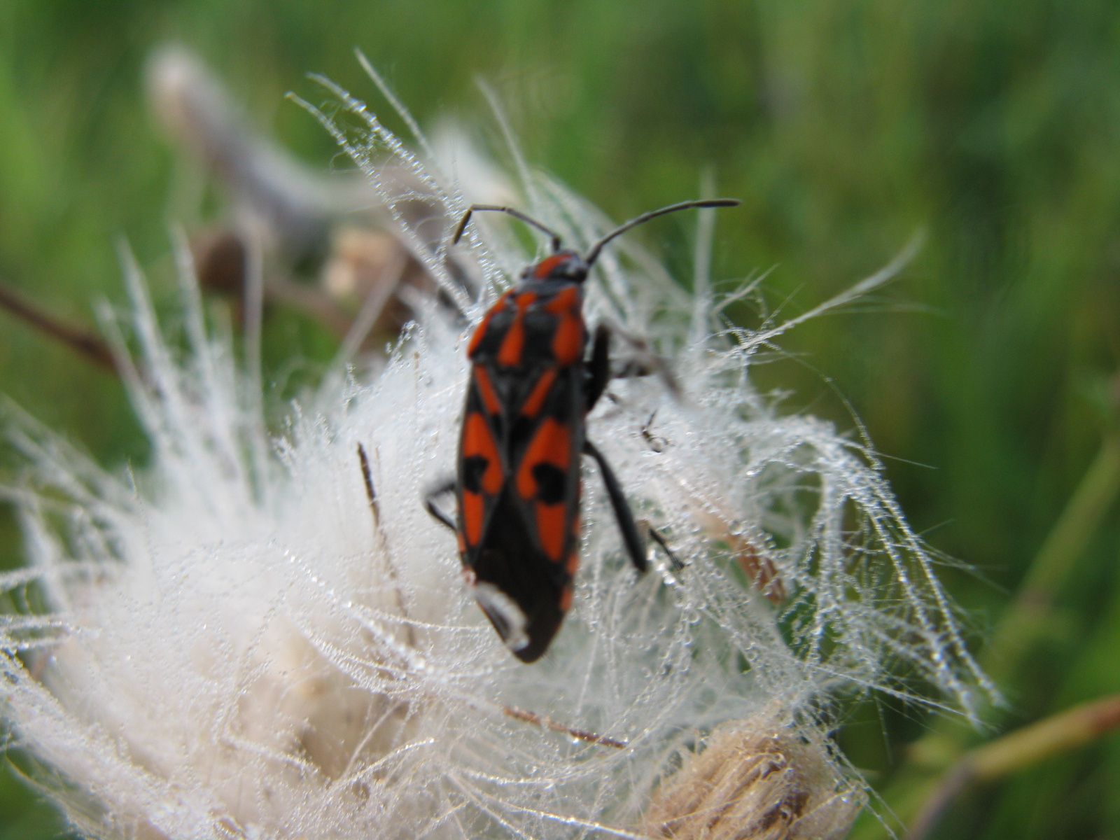 Virágbodobács Lygaeus saxatilis