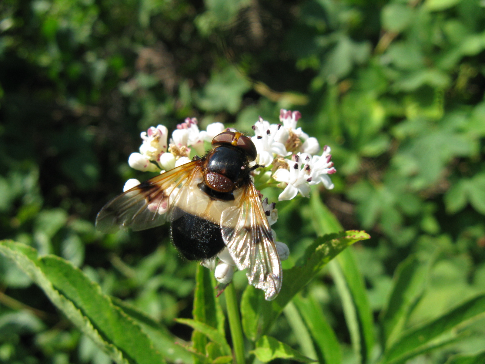 Üveghátú pihelégy Volucella pellucens