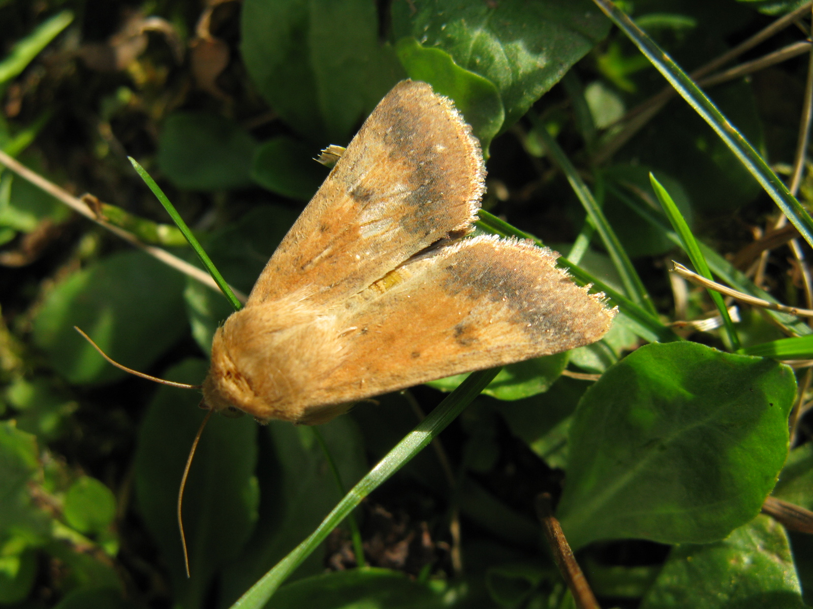 Gyapottok medvelepke