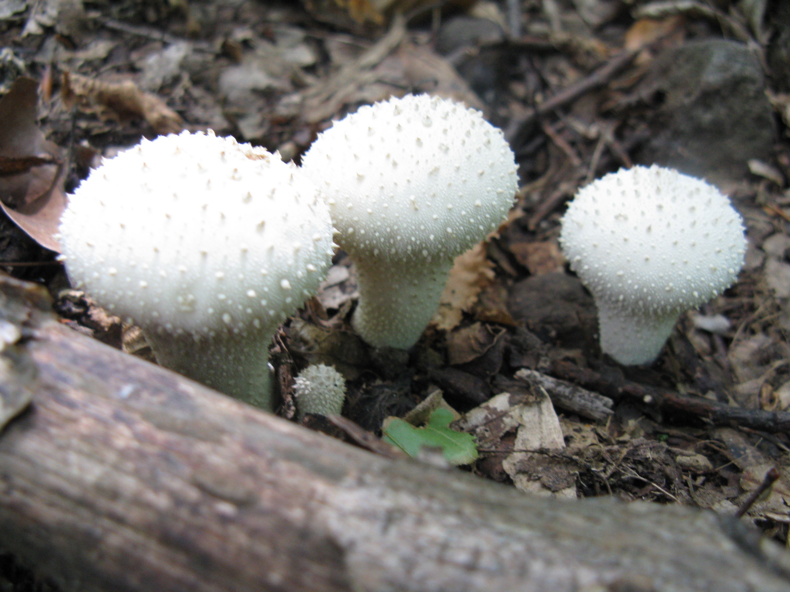 Bimbós pöfeteg Lycoperdon perlatum