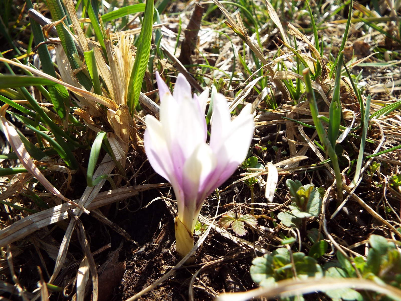 Tarka sáfrány Crocus reticulatus