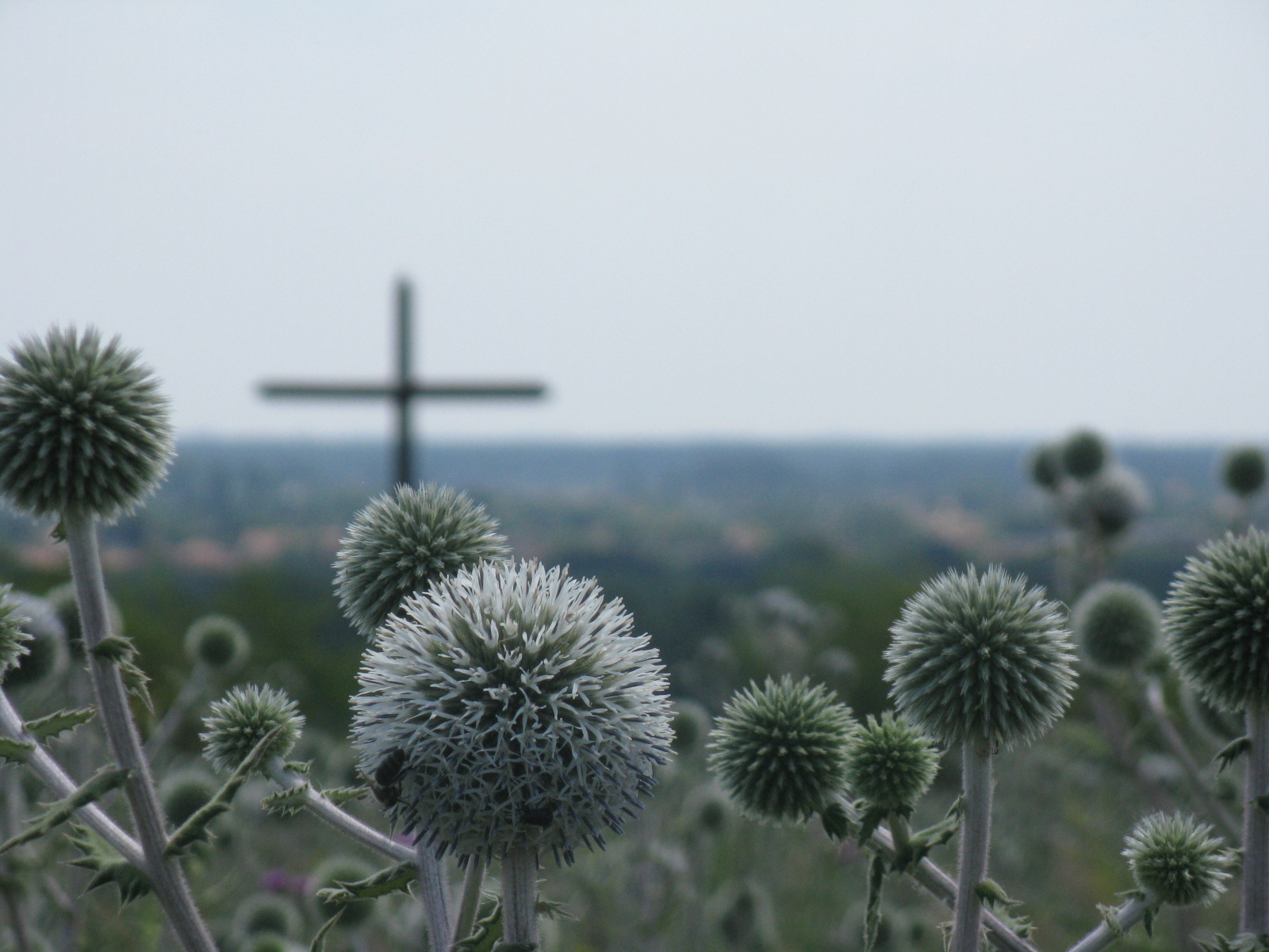 Fehér szamárkenyér-Echinops sphaerocephalus