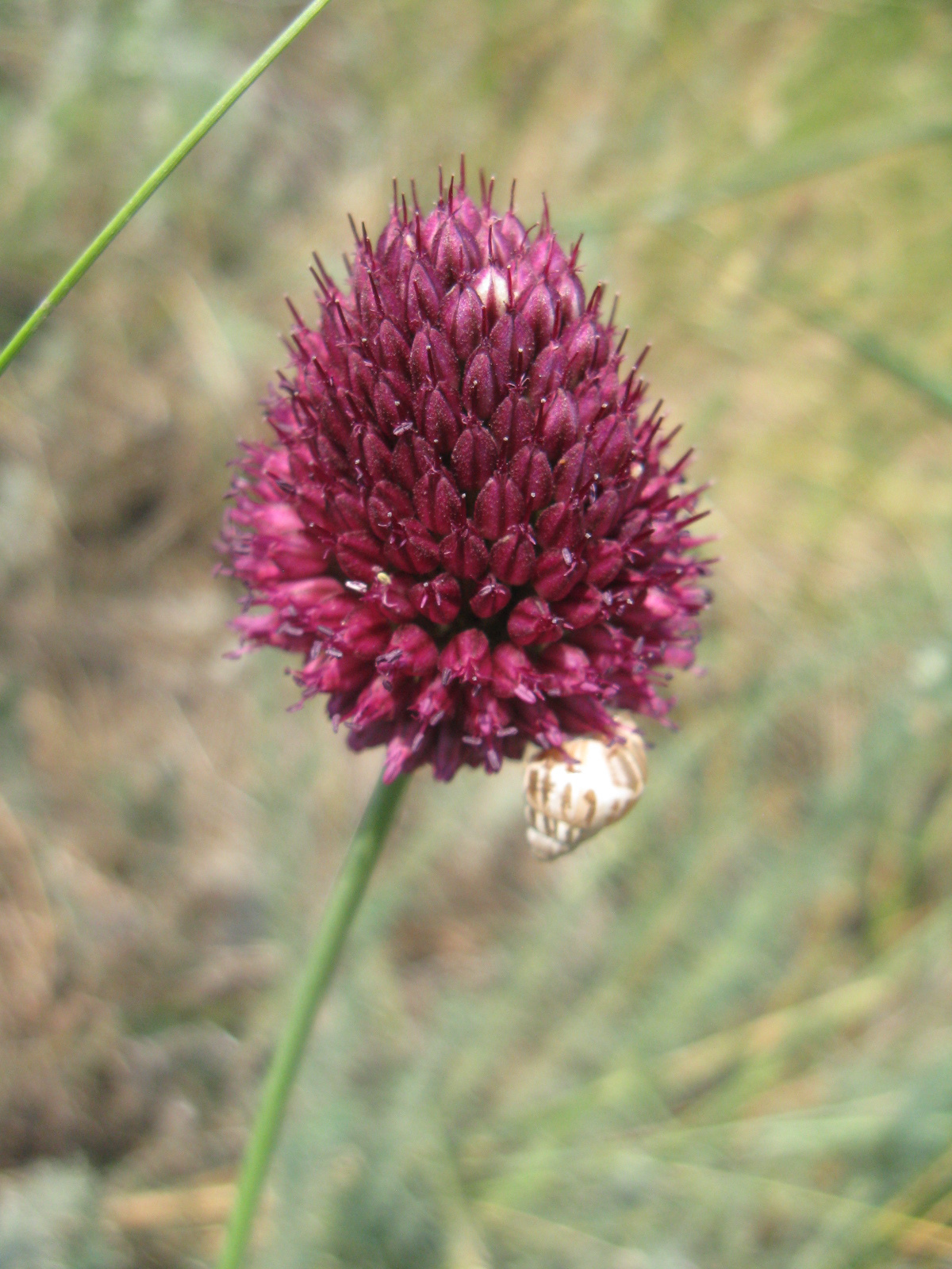 Bunkós hagyma Allium sphaerocephalon