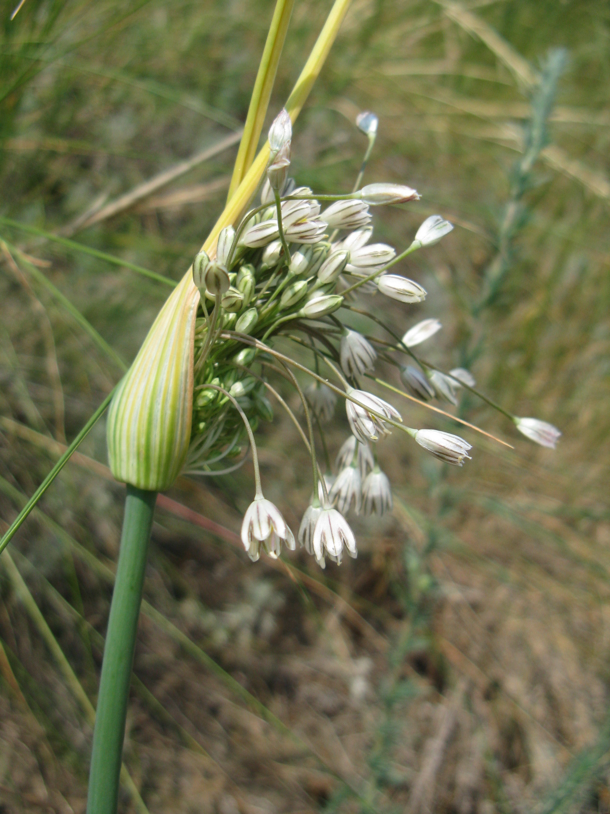 Érdes hagyma Allium oleraceum