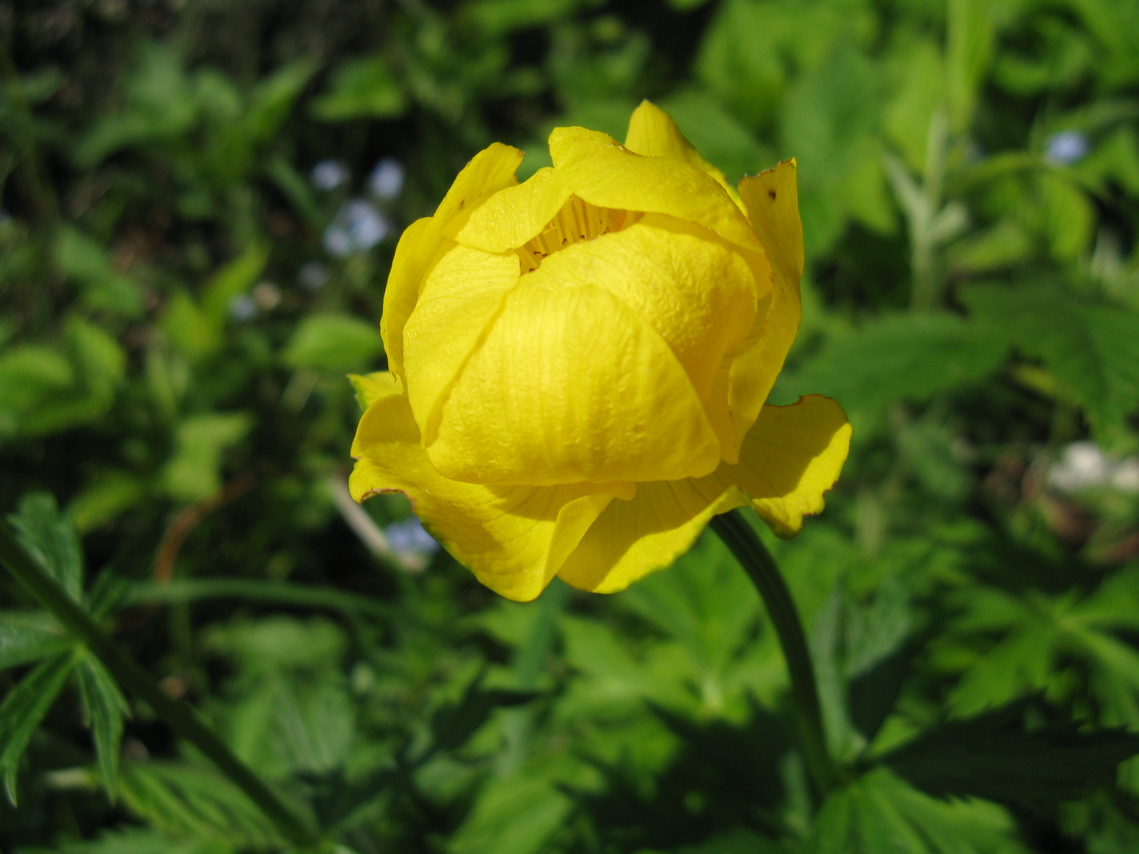 Közönséges zergeboglár Trollius europaeus