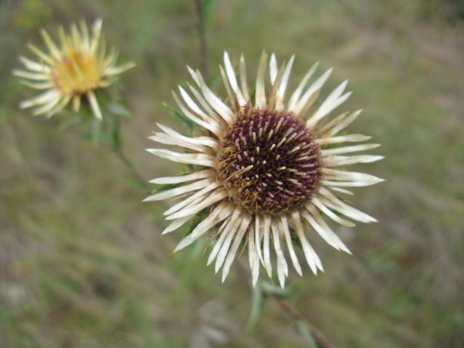 Közönséges bábakalács Carlina vulgaris1