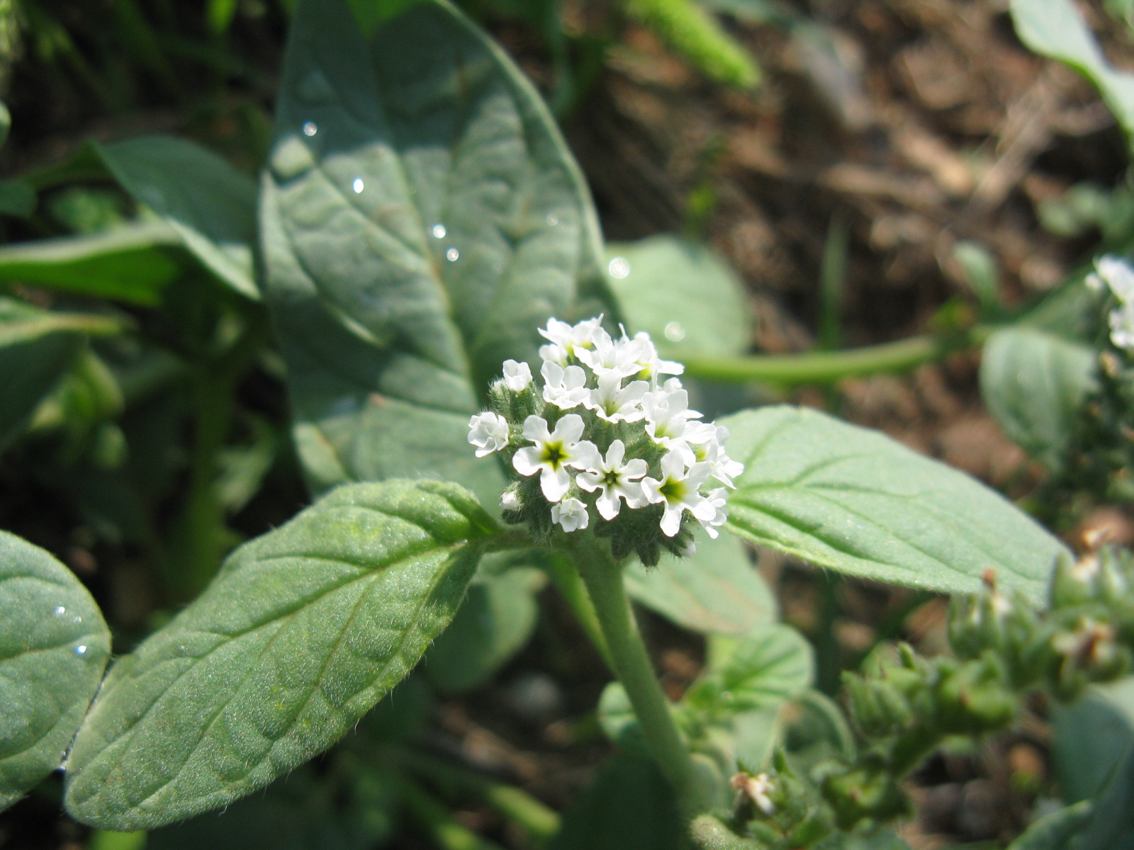 Közönséges kunkor Heliotropium europaeum