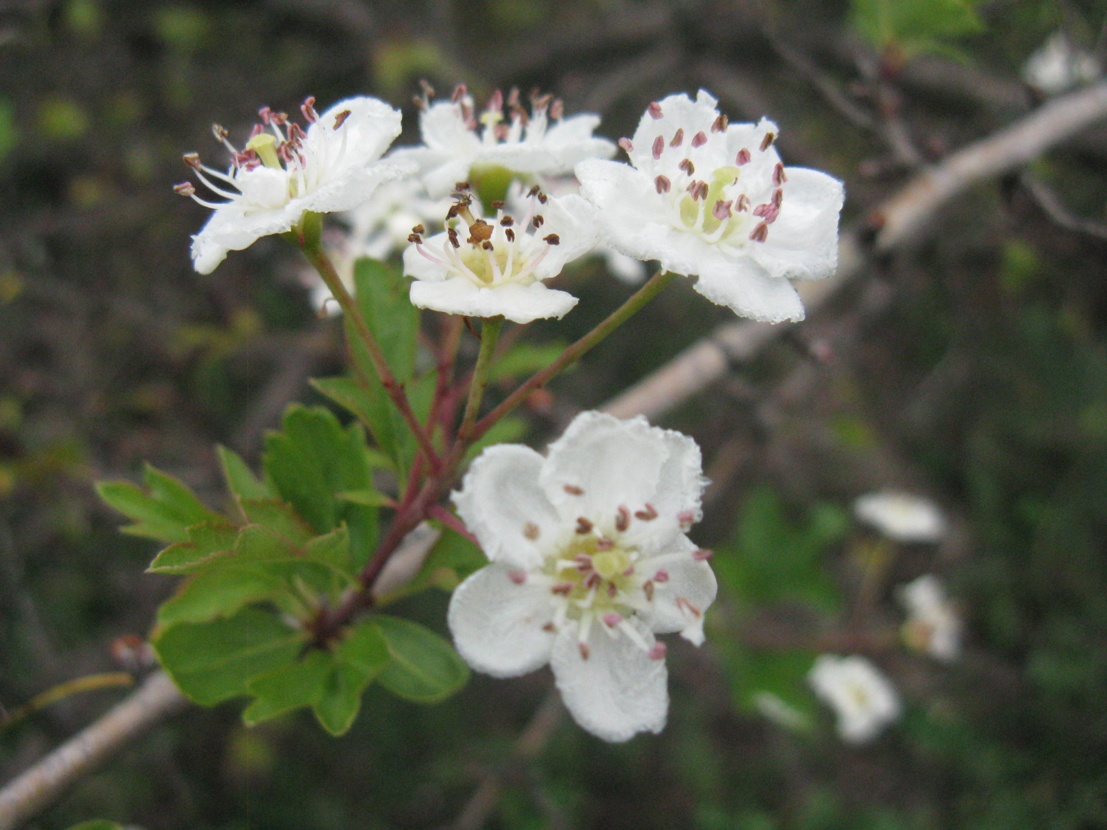 Galagonya Crataegus monogyna