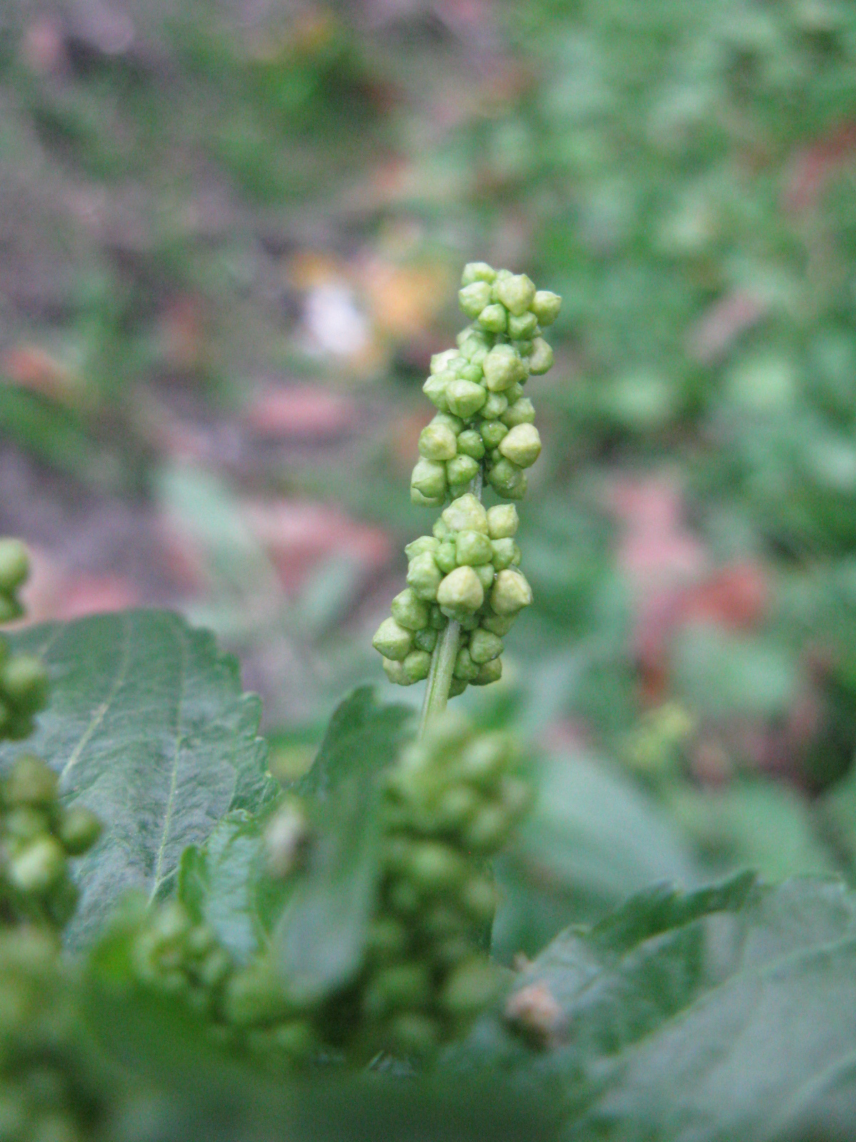 Egynyári szélfű (Mercurialis annua)1