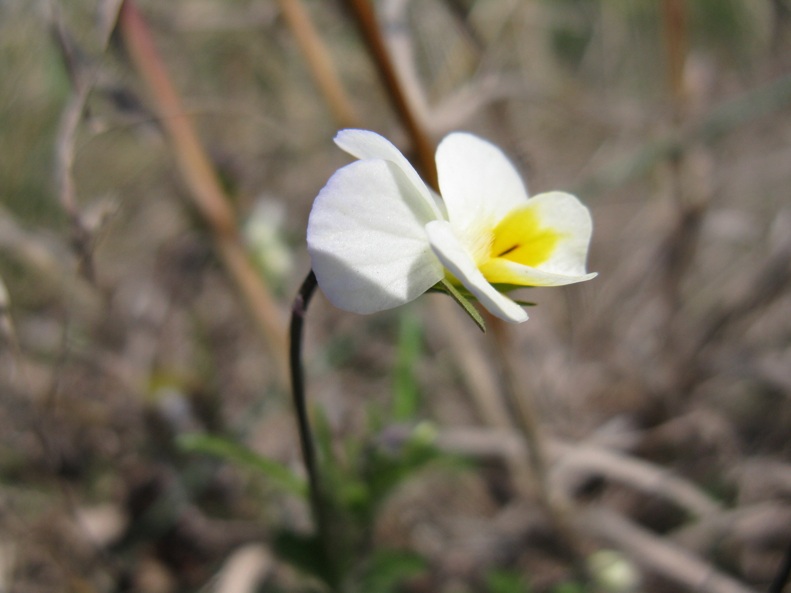 Kitaibel árvácska (Viola kitaibeliana)