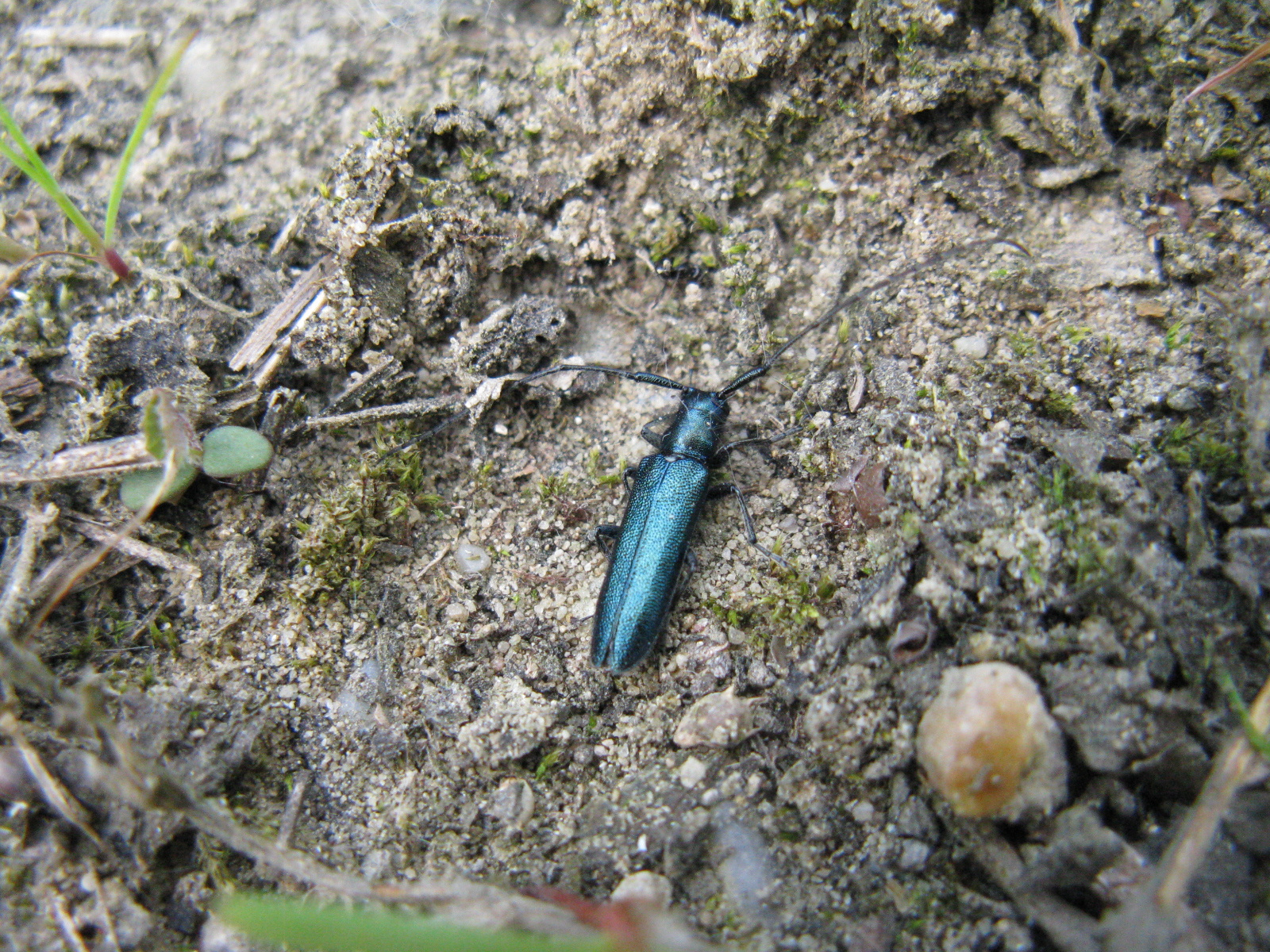 Kék bogáncscincér Agapanthia violacea