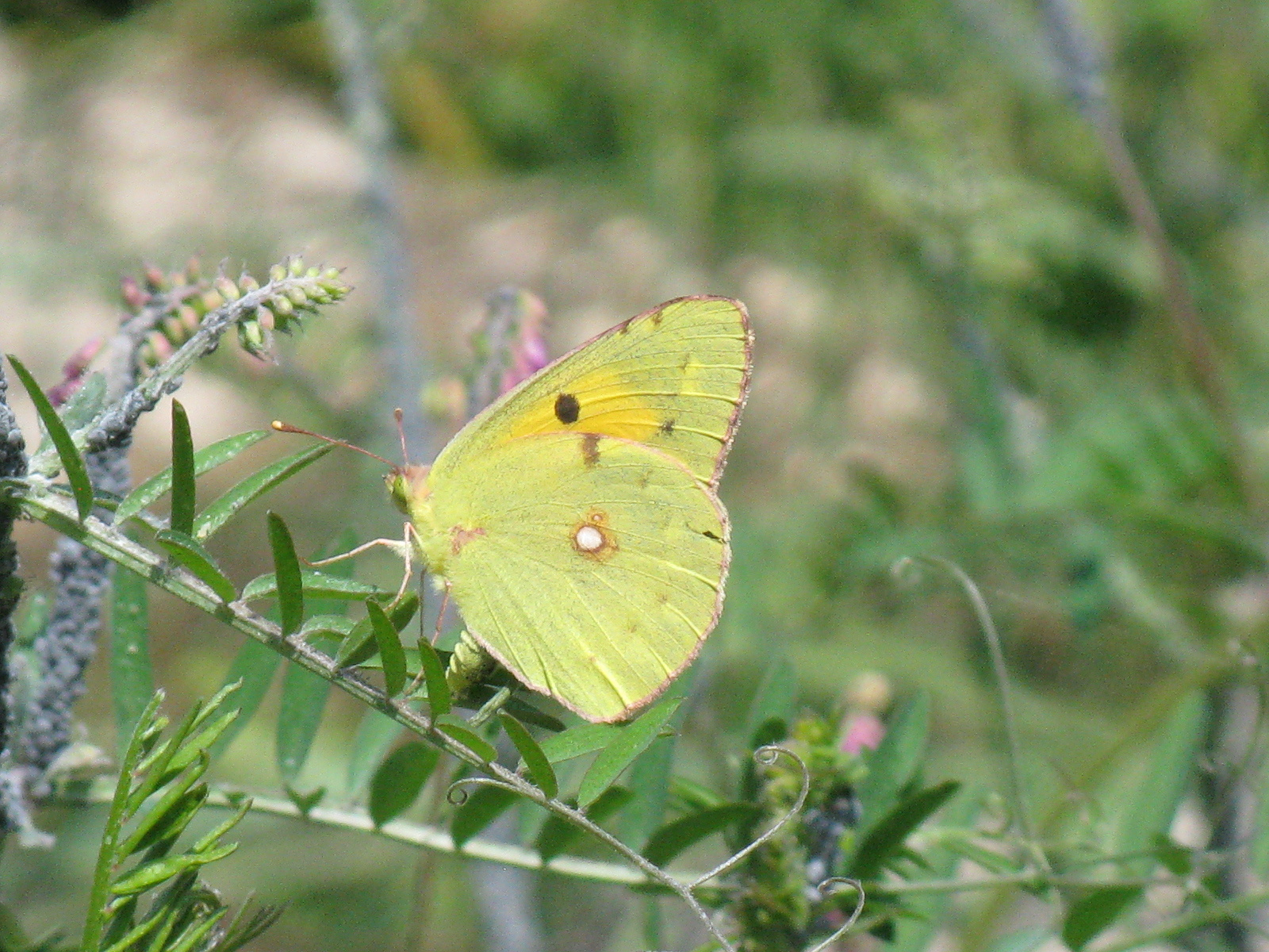 Déli kéneslepke (Colias sareptensis)