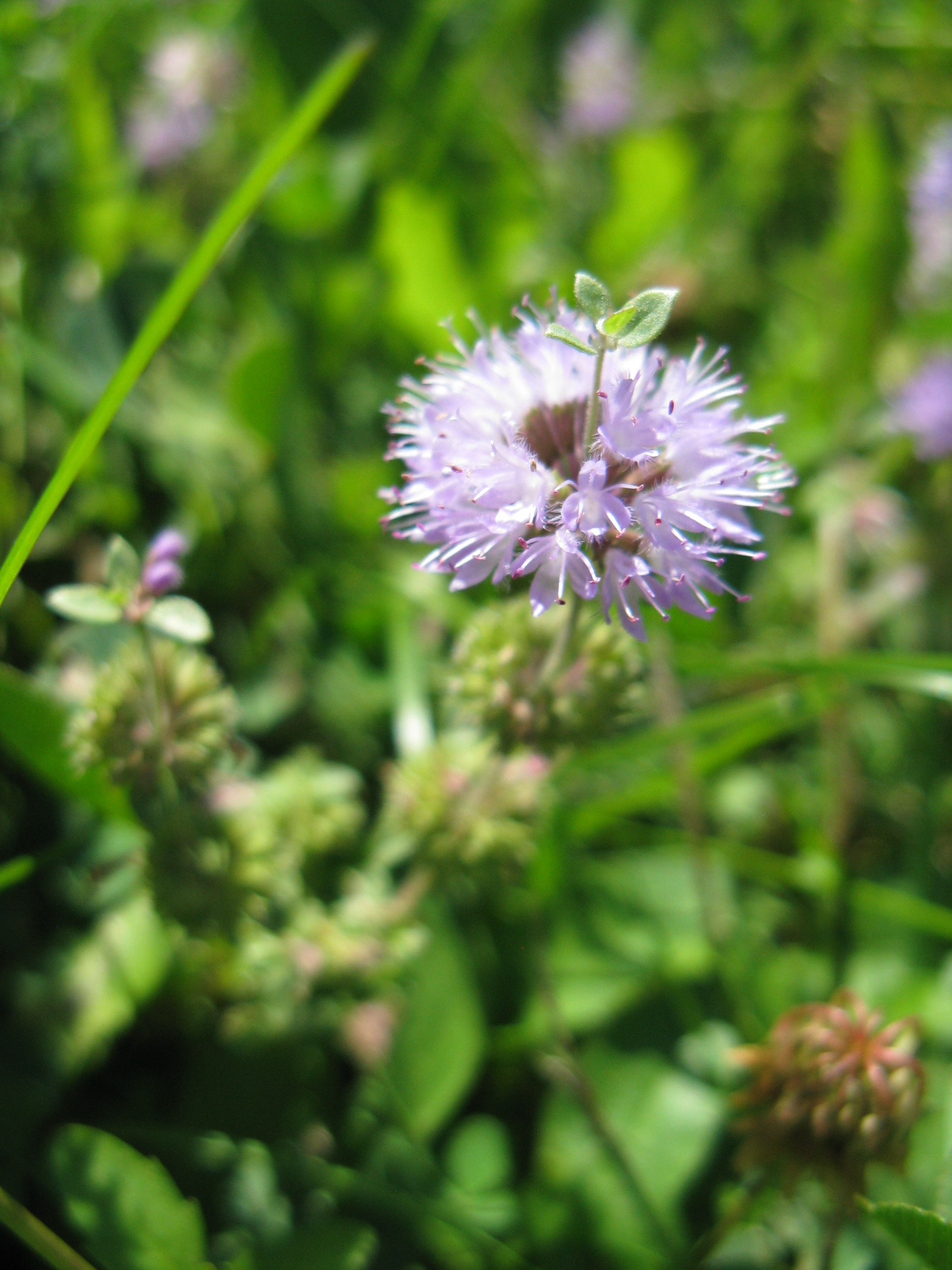 Csombormenta Mentha pulegium