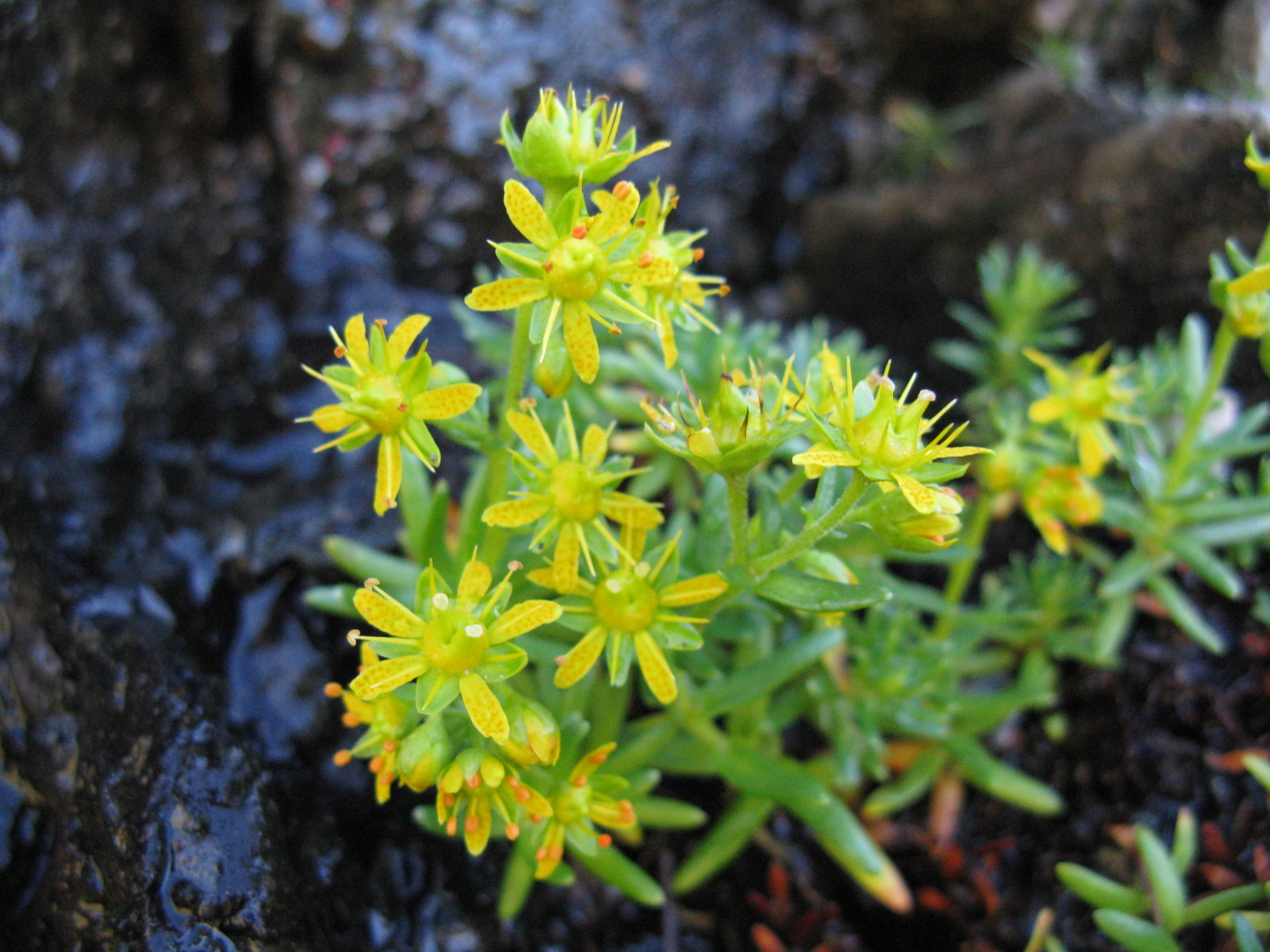 Pillás kőtörőfű Saxifraga aizoides