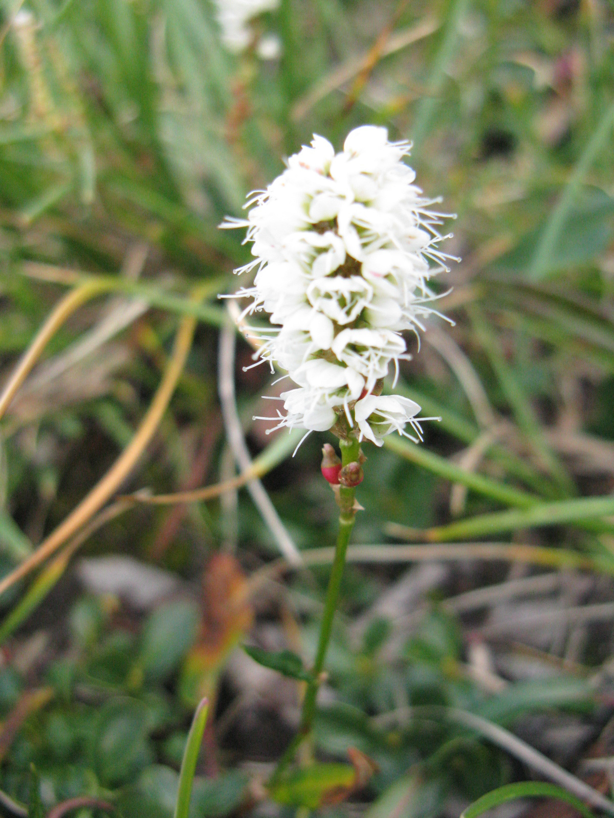 Fiadzó keserűfű Polygonum viviparum