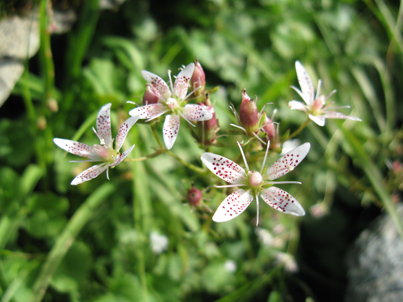 Kereklevelű kőtörőfű Saxifraga rotundifolia