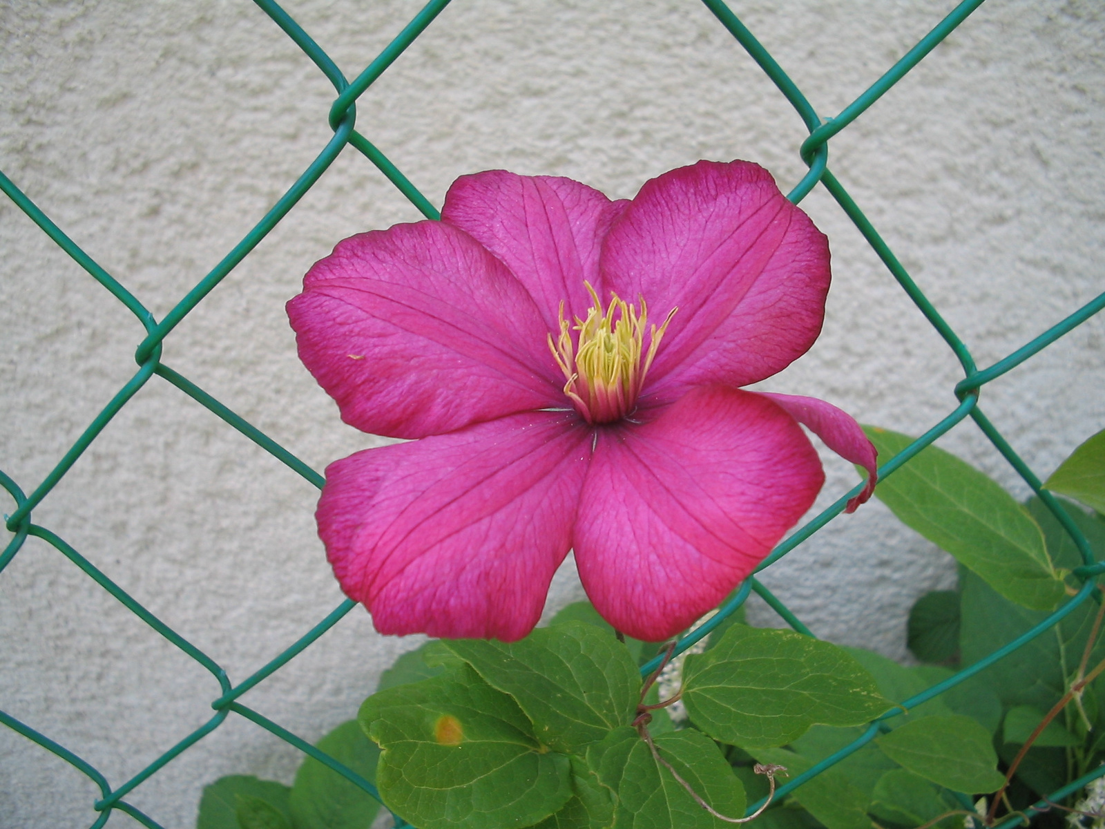 Clematis