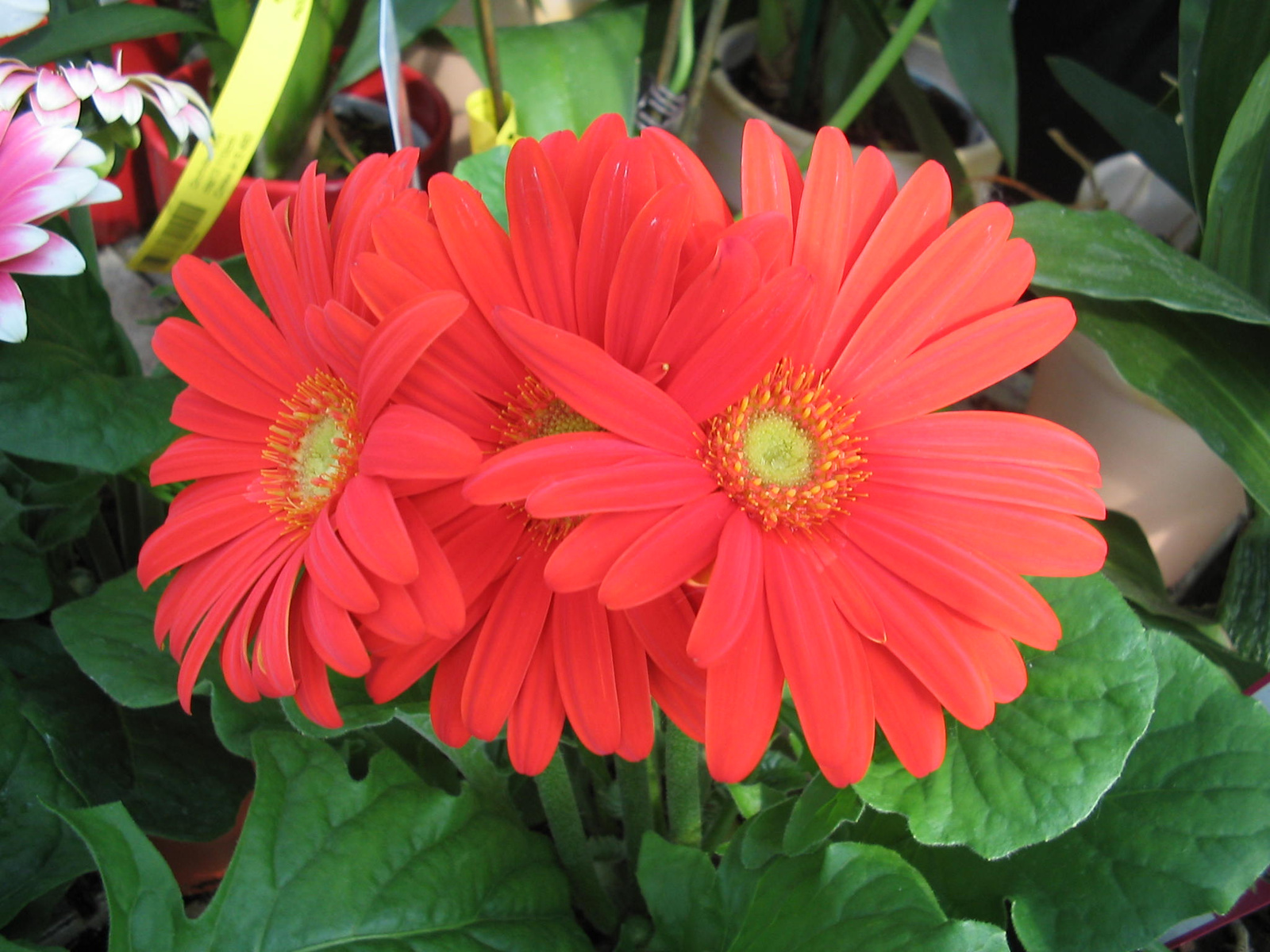 Gerbera