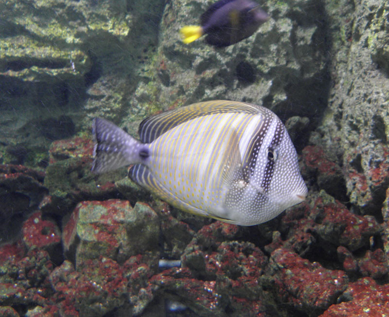 Koralllakó hal