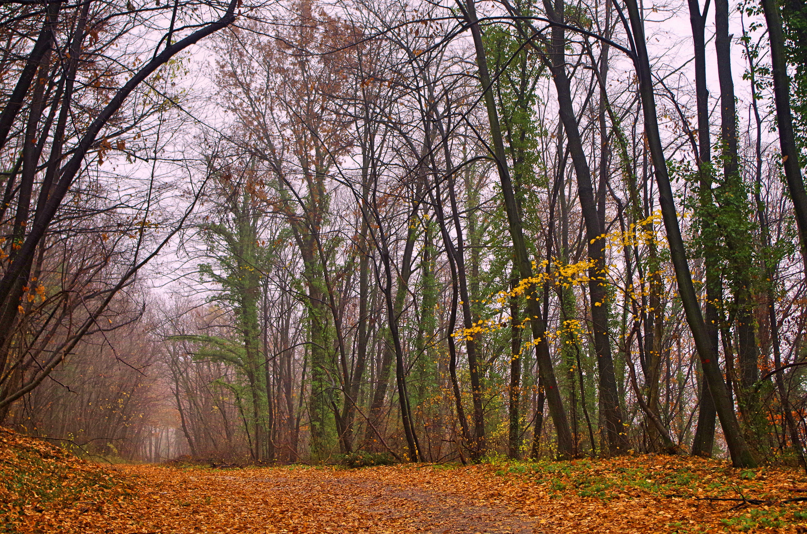 Autumn colours